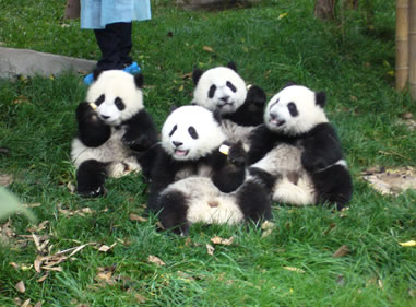 Giant panda