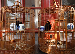 caged birds in the Beijing hutongs