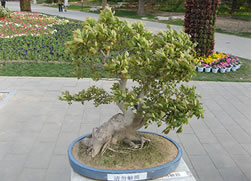 'Guest-Greeting Pine' in Jingshan Park