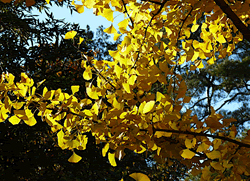 Jingshan Park Autumn