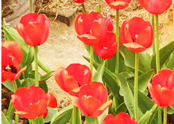 Tulip flowers are also a wonder line of Yuyuantan Garden Beijing.