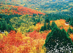 Baiwangshan Forest Park