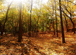 Mangshan National Forest Park