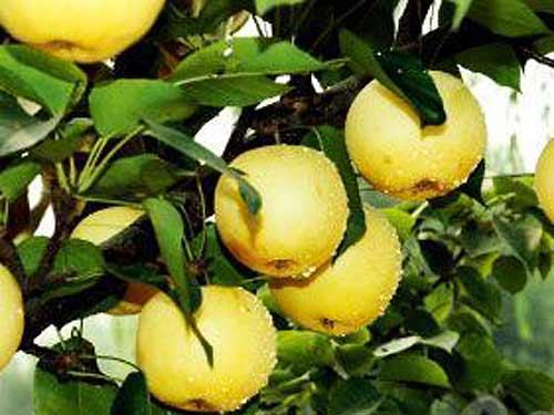 Picking Organic Pear in Beijing 