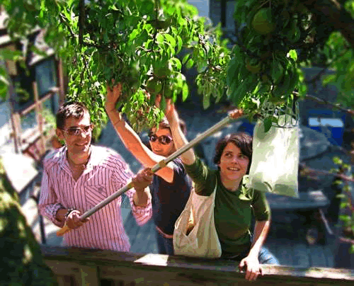 Picking Pears in Beijing 