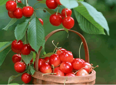 Picking Fresh Fruit