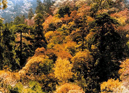 Shangfangshan Mountain Forest Park