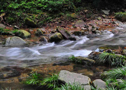 Zhangjiajie Golden Whip Stream