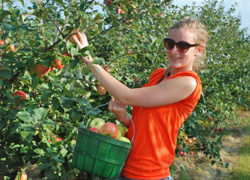 Beijing Apple Picking