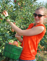 Beijing Autumn Apple Picking 