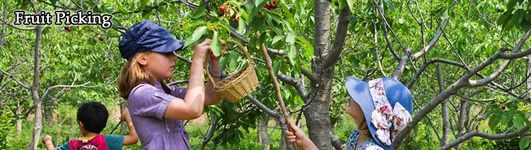 Beijing Fruit Picking