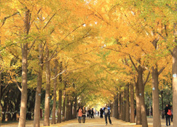 1 Day Beijing Autumn Downtown Tour