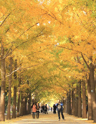 Beijing Ditan Park Autumn