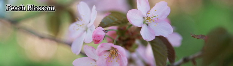 Beijing Peach Flower