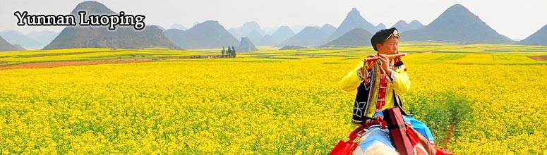 Yunnan Luoping Rape Flower