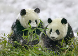 10 Days Beijing Xian Chengdu Shanghai Winter Tour