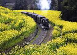 Steam Eagine Train