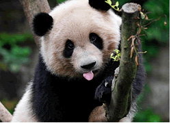 Chongqing Zoo