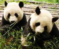 Chengdu Classic Tours