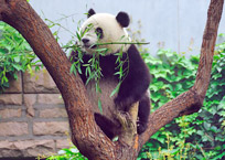 Chengdu Giant Panda