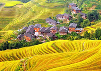 Kunming Rice Terraces