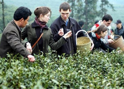 Dragon Well Green Tea Village