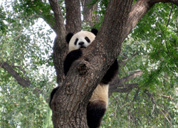 Beijing Zoo Cute Panda