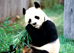 Lovely Giant Panda in Beijing Zoo