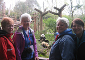 We are at Chengdu Giant Panda Breeding Base