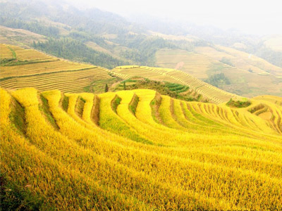 Longji Rice Terraces