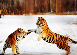 Northeast Tiger Park 