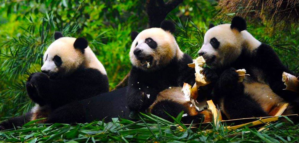 China Panda Tour