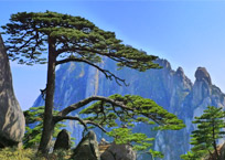 Huangshan Tour