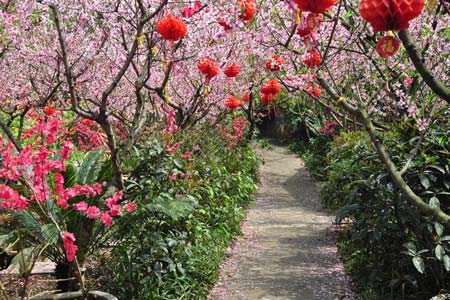 The Peach Blossoms in Chengdu