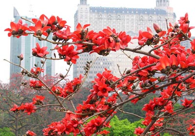 Guangzhou Kapok