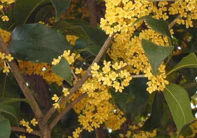 Guilin Osmanthus Flowers