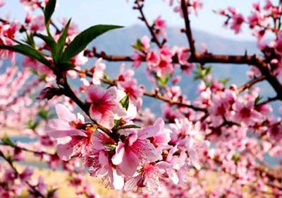 Guilin Spring Flower
