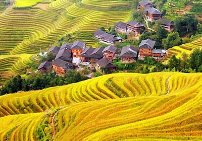 Guilin Longsheng Rice Field