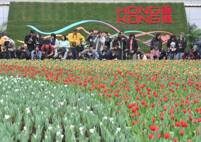 Hong Kong Spring Flowers