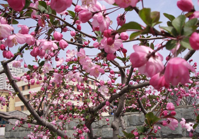 The Flowers in the Spring of Shanghai