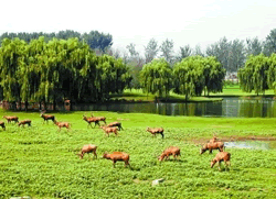 Wetland Park Beijing