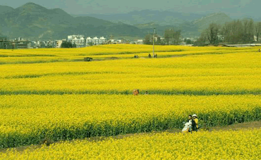 Huangshan Cole Flower Photography Festival 