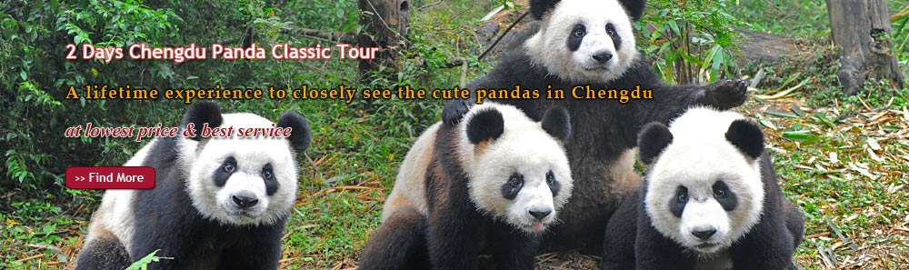 2 Days Chengdu Panda Classic Tour