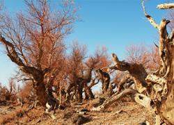 Diversifolious Poplar Forest