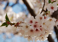 Cherry Blossom Festival