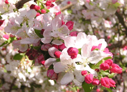 Chinese Flowing Crabapple Festival