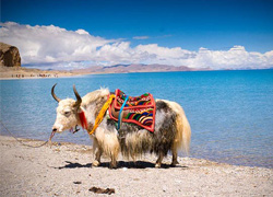 Yamdrok Lake