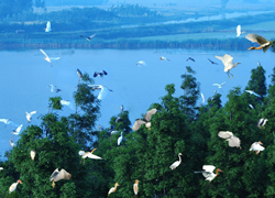 Xianmen bird flying