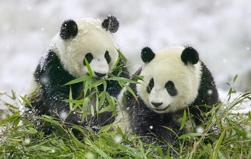 Chengdu Giant Panda