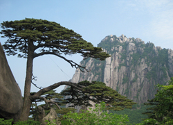 Ancient Pine on Mt. Huangshan
